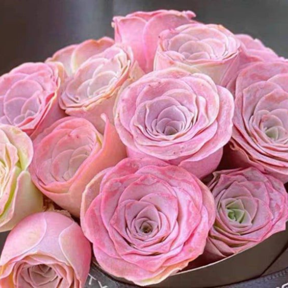 Pink Mountain Rose Succulents